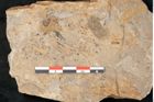 Foto (Detailansicht) von Neuropteris sp.  (NHMW-GEO-2024-0188-10676)